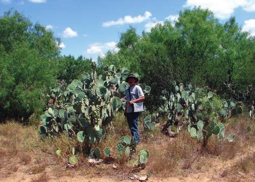 Woody plants (or brush ) are becoming more prevalent all across Texas (Fig. 2). This increasing woody cover both benefits and harms rangeland ecosystems and rural economies.