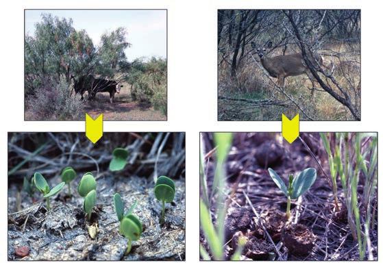 Figure 5. Mesquite seedlings emerging from cattle dung and deer pellets. See Kramp et al. 1998. Overgrazing may also directly reduce the ability of grasses to compete with woody plants.
