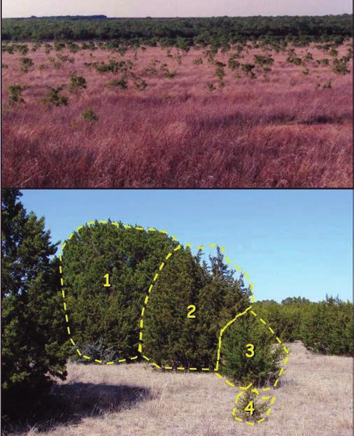 The example in Figure 6 shows a healthy stand of grass that was planted as part of the Federal Conservation Reserve Program (CRP) in which an area farmed for many years was seeded to grassland and