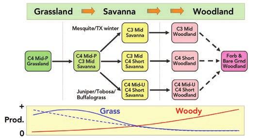 Figure 10. Vegetation responses to increasing woody expansion in South Texas (Archer et al., 1990). As the landscape shifts from savanna to woodland, three types of grassland are possible (Fig. 11).