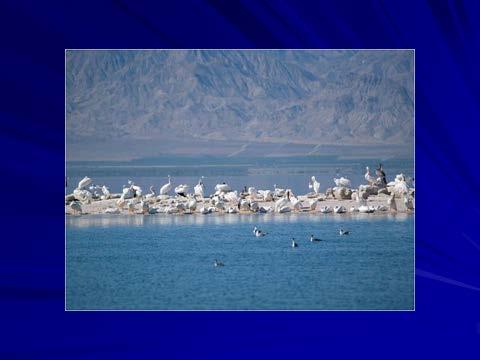 than 400 species and subspecies in all have been spotted at the Salton Sea).