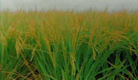 Rice growing areas Rice