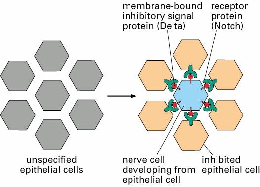 nucleus and regulation of transcription During development