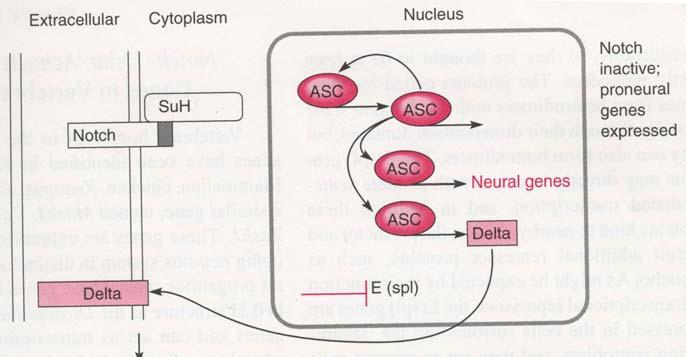 Lateral Inhibition Requires the Delta-Notch System Cells within the proneural cluster express high levels of ASC as well