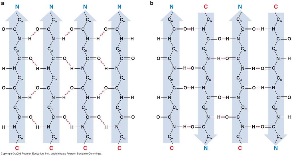 Parallel and antiparallel β-pleated sheets An H-bond strength advantage when