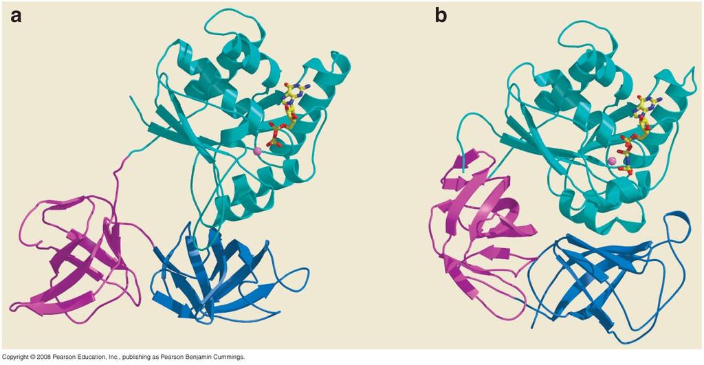 Flexibility of different domains in a protein can be the basis of function: