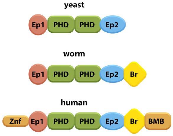 Domain based modules are the foundation of protein evolution: match, multiply, and mix Modularity is easy to encode in genome when domains are