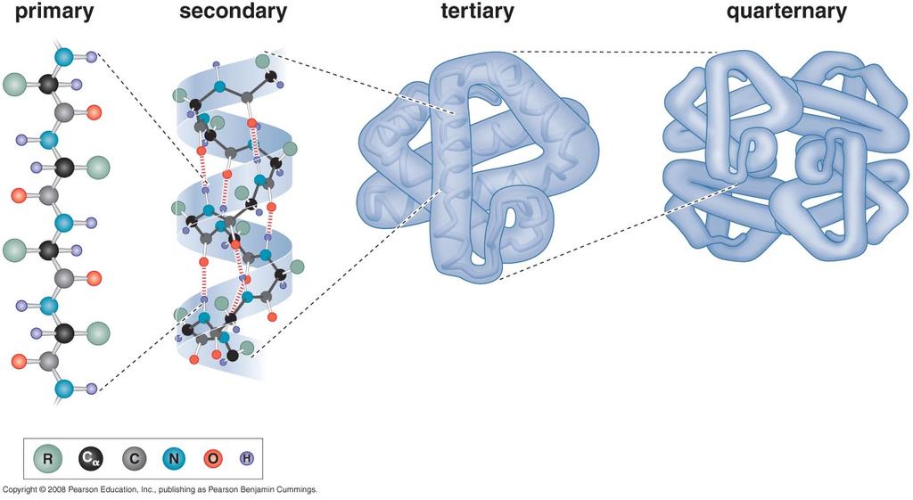 Protein structure at four levels