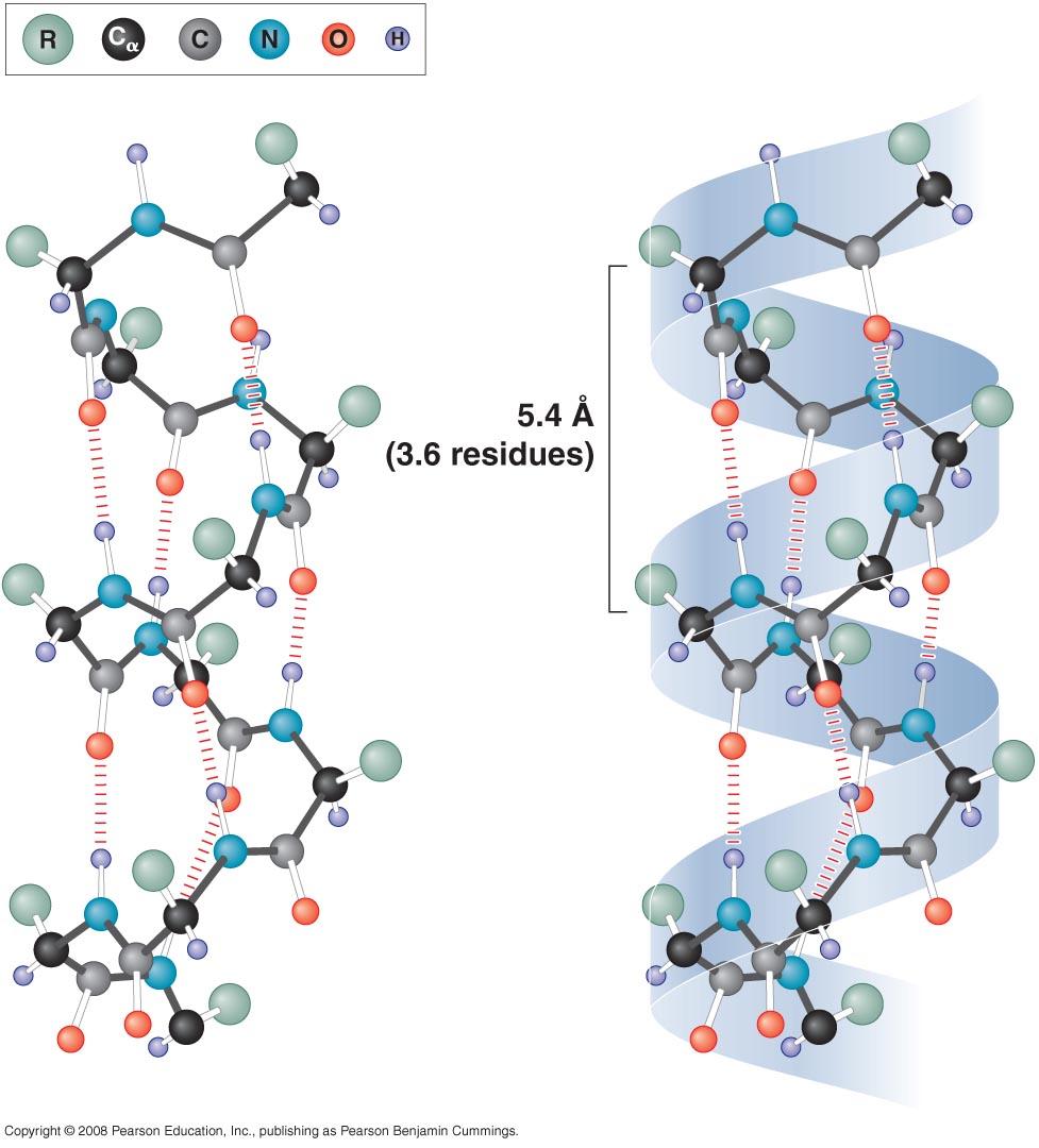 Major structure elements: the α-helix Noncovalent hydrogen bonds between C=O and -N-H