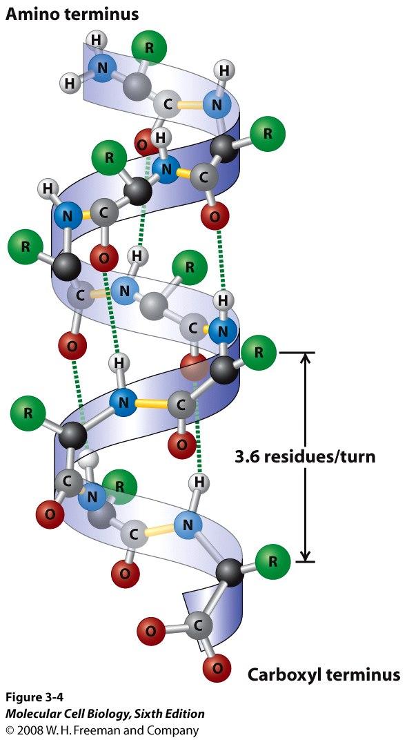 Inter-turn H-bonds occupy peptide backbone polar residues but side chains bristle in α- helical structure Almost exactly two turns per 7 aas A