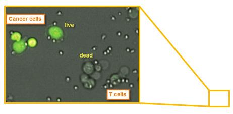 Cytolytic cells CIK cells NK cells