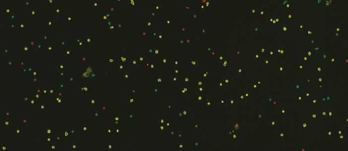 (CFSE-PI-) Dead Effector cells (CFSE-PI+) The fluorescent