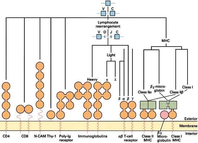 Immunoglobulin gene family Primordial Receptor Gene
