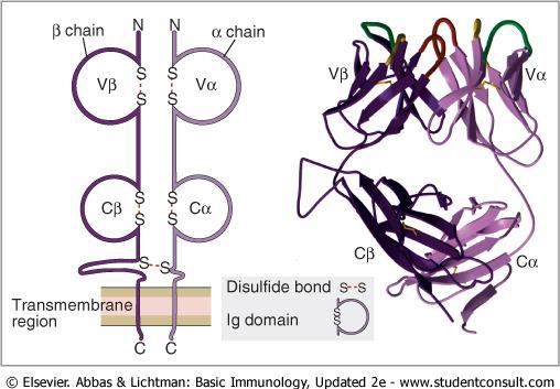 V D J C MHC light-chain κ heavy-chain λ α β γ δ CD4 CD8
