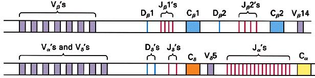 T-cell Antigen Receptor Genes T-cell antigen receptor also undergoes Site-specific