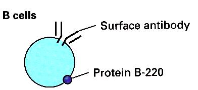 Lymphocyte surface markers Used for