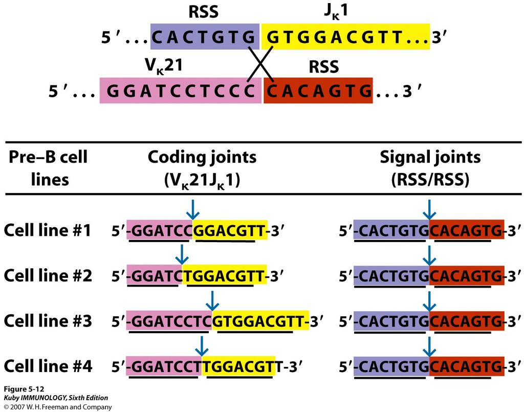 immunoglobulin-gene rearrangement RSS= Recombination