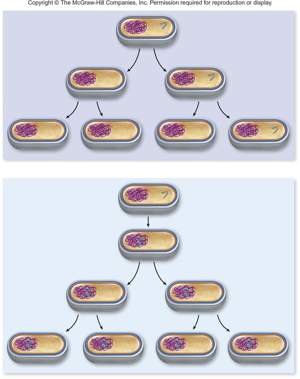 (a) Non-integrated DN fragment acterial chromosome DN fragment (no origin of replication) DN molecules without an origin of replication cannot replicate in a cell.