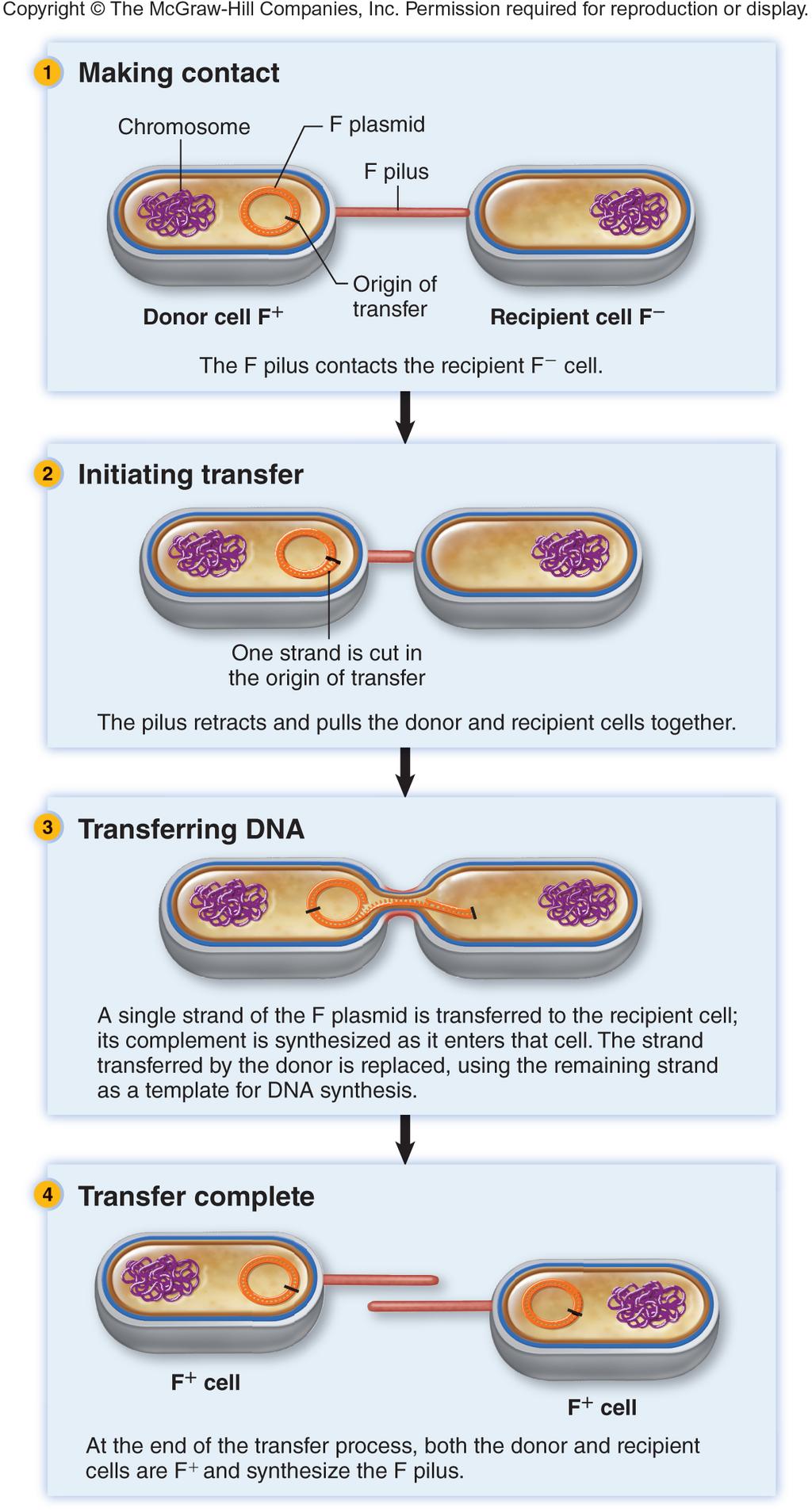 ! Without the OoT, DN can not be moved using the F pilus. The OoT is nicked to open the DN and one single strand of the plasmid moves through the pilus to the other cell.