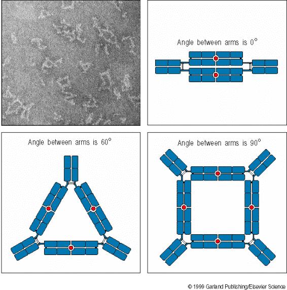 4 antigen binding Sites/molecule Antibody arms are connected by a flexible hinge Dimeric antigen Immune