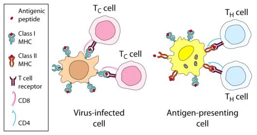 antibody-antigen interactions: affinity and avidity Cross-reactivity of antibodies Measuring antibody-antigen binding Definitions Antigens & Antibodies II A comparison of antigen recognition by B and
