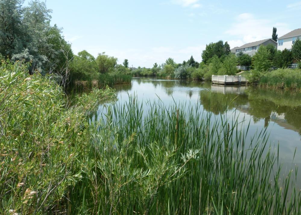 The pond was constructed in approximately 1996. It was designed to be a greenbelt landscape amenity for the community in addition to its function as a stormwater detention pond.