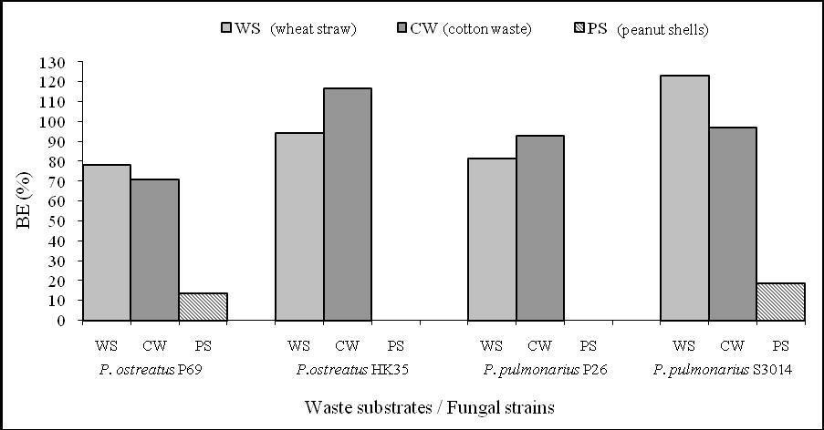 Figure 3: Productivity evaluation (BEs) of P. ostreatus and P. pulmonarius strains on WS, CW and PS waste-substrates.