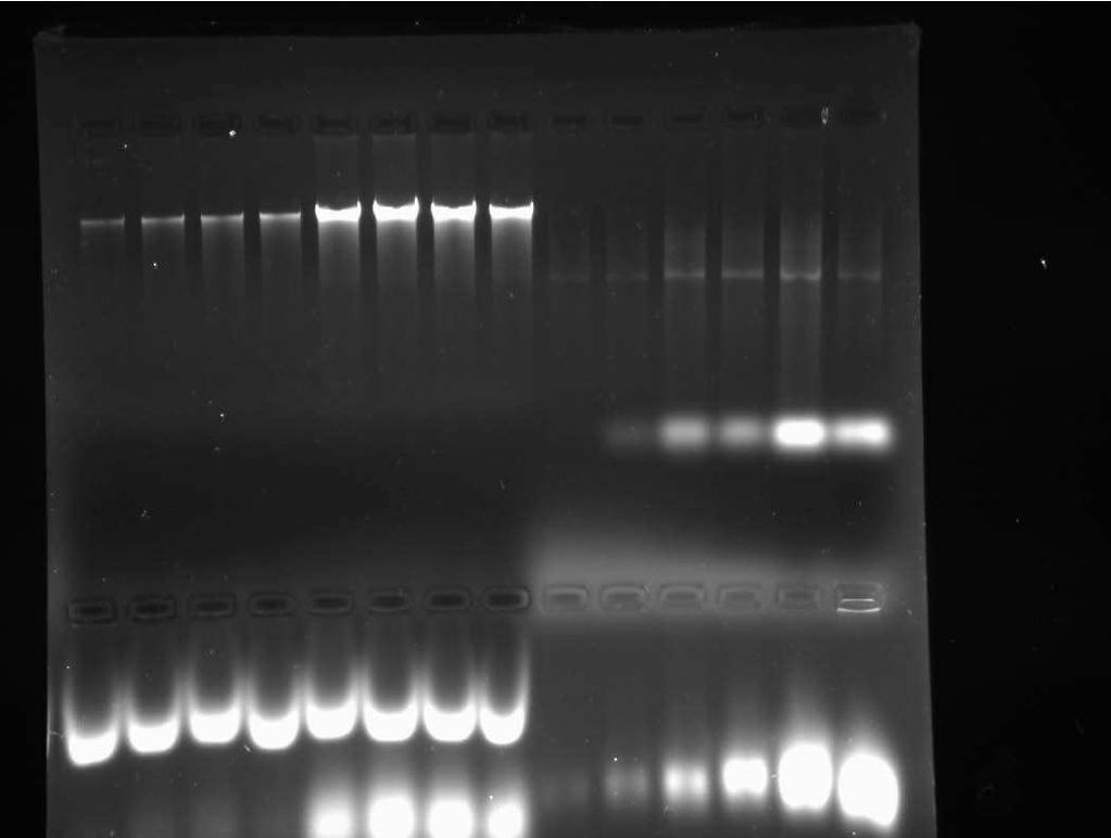 Observation and Result: Perform Agarose Gel Electrophoresis. Visualize the DNA bands using UV Transilluminator and calculate the yield and purity using UV Spectrophotometer.
