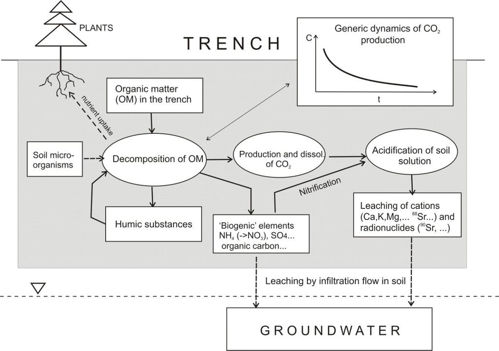 7.2 Conceptual bio-geochemical radionuclide migration model for the Red Forest waste dump site 90 Sr fluxes from the trench: Biogenic flux: 0.