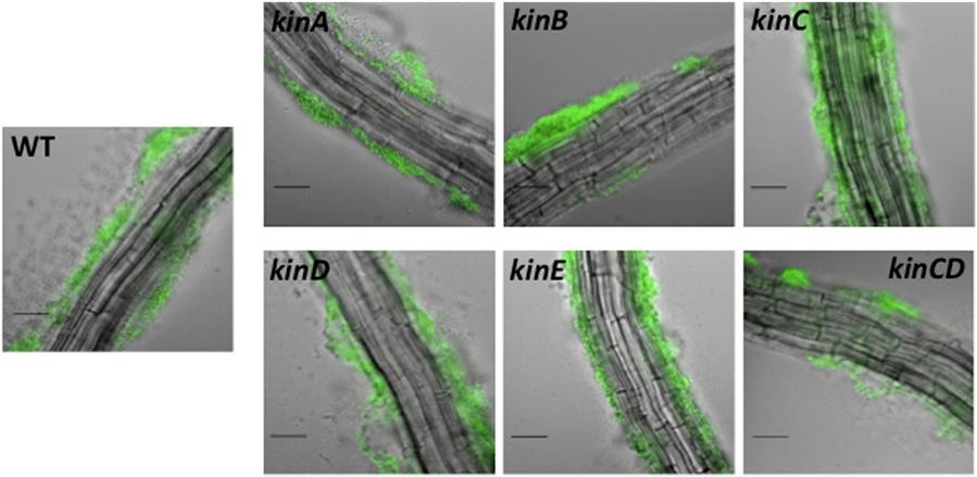 Fig. S7. The double deletion of KinC and KinD partially affects plant colonization. Mutant strains constitutively expressing YFP were coincubated with 6-d-old seedlings of A. thaliana.