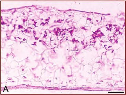 Histological analysis of rat MSCs differentiating into bone during 3D culture on was performed using standard tissue fixation,