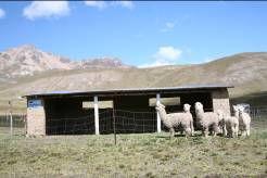 Their manure is burnt as a fuel for cooking. Alpacas also carry goods such as potatoes to markets.