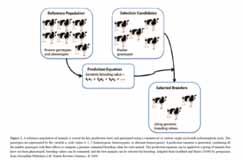 Reference population of cows is genotyped and phenotyped with a high throughput SNP chip.