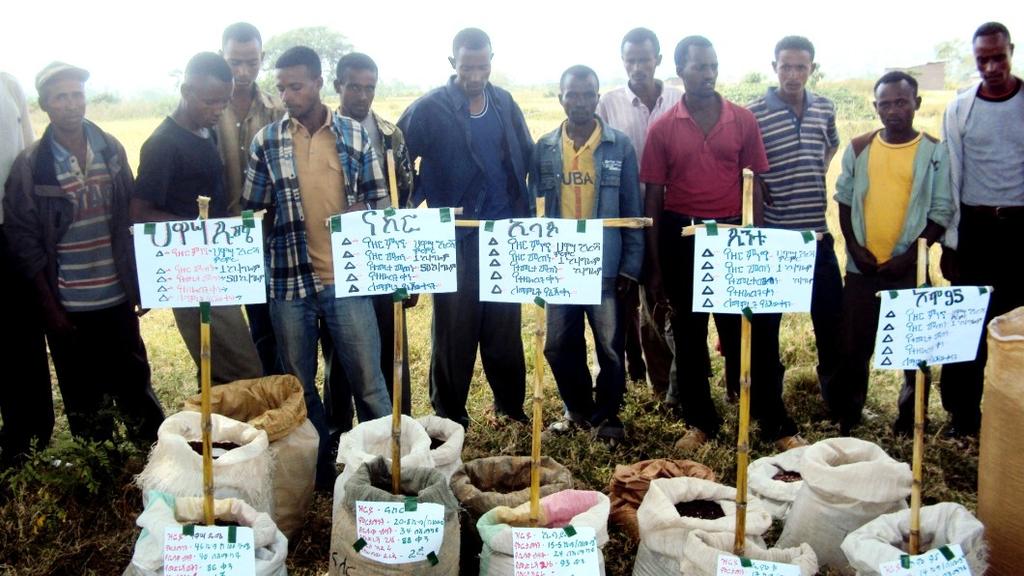 Using the FRG members as training models, the government s Agriculture and Rural Development Office crop experts (who attended the FRG training) trained a total of 134 households in the two woredas