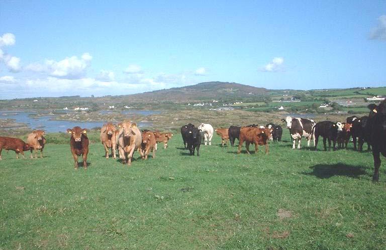Beef production in Ireland