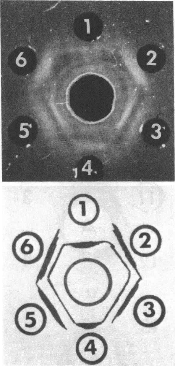 VoL 27, 1974 OUCHTERLONY ANALYSIS OF C. VAGINALE 471 1 :B FIG. 1. Demonstration of diffusable antigens of C.