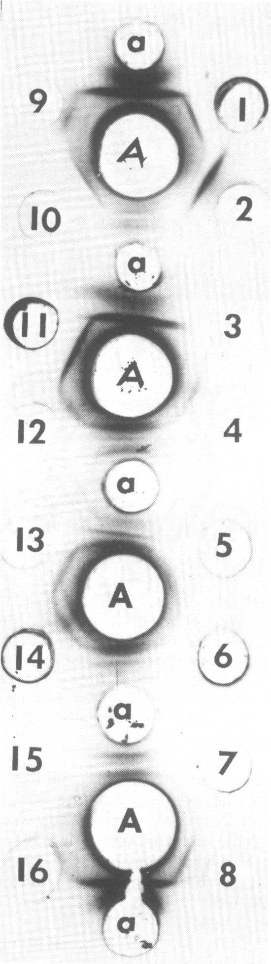 472 SMARON AND VICE APPL. MICROBIOL. 2:< not bounded by wells containing extracts of other C. vaginale isolates, only one diffuse band was obtained (Fig. 4, well a).