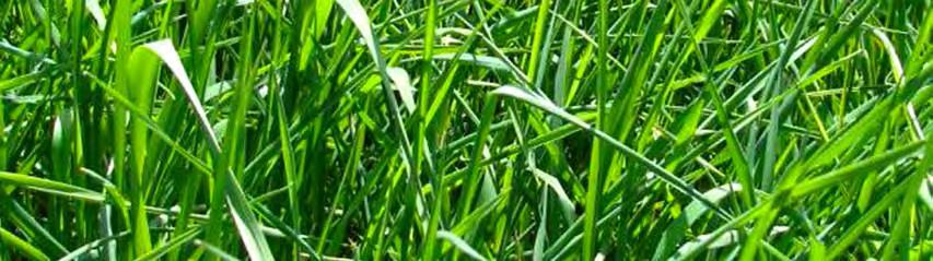 Tall Fescue is a short-lived perennial bunchgrass that is well adapted to the cool, humid areas in the U.S. and Eastern Canada.