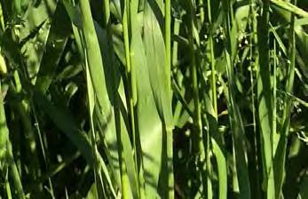 well on wet, poorly-drained soil Performs on soils with a ph below 6.0 Very drought tolerant Can be used for hay, silage or pasture Reed canarygrass is a tall, coarse, vigorous, long-lived perennial.