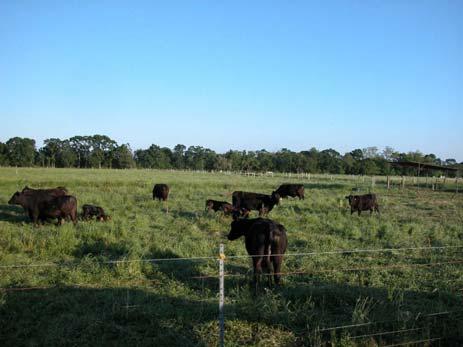 16 STRATEGIES FOR TIGHT BUDGETS AND MINIMAL RISK Cow performance on stockpiled bermudagrass or hay 7 15 14 13 12 11 1 Stockpile Hay Animal performance did not differ between hay and stockpiled forage.