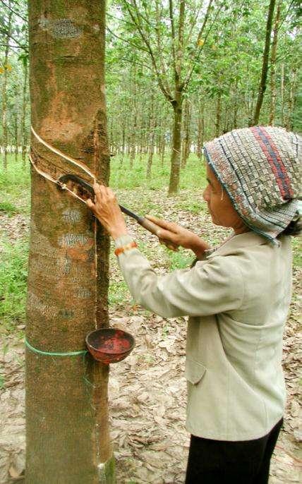 Other elements of a forest & trees program Gender research -- cross-cutting.