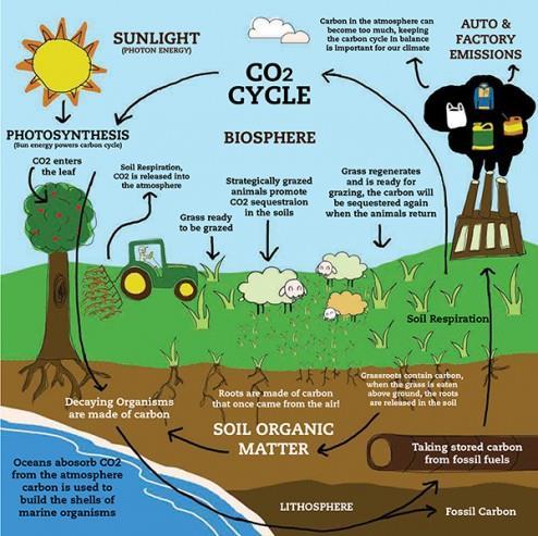 Soil Life and Carbon 1 % soil organic matter has nearly 10000 pounds of carbon/ac Most crop land has lost 1 to 4 % OM