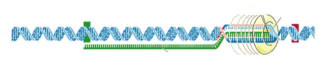 Basic steps of transcription Elongation RNA Polymerase reads the DNA