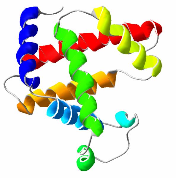 Protein A linear polymer of amino acids linked together peptide bonds in a specific sequence The amino acid chains fold up into 3 dimensional structure Protein Structure Primary structure Secondary
