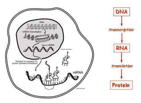 DNA Transcription mrna Amino acid Transport to the cytoplasm