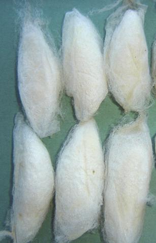 Longitudinal appearance, silk percentage, fiber fineness, moisture regain, cocoon weight, and quality of cocoons were analyzed using ASTM standard method.