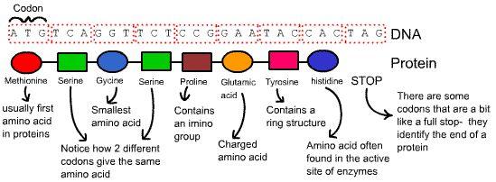 Proteins Amino acids are put together in different orders