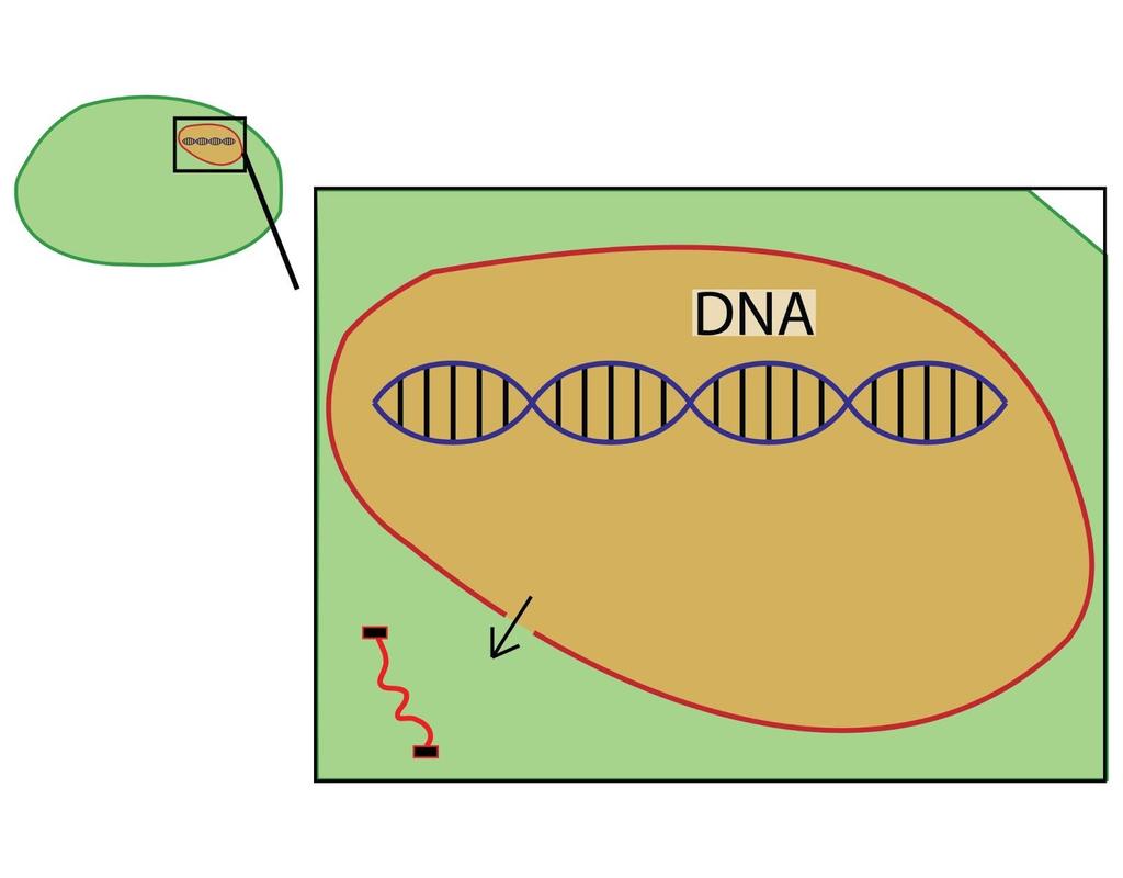 Transcription= carrying the code Cells use a messenger molecule (mrna) to carry the