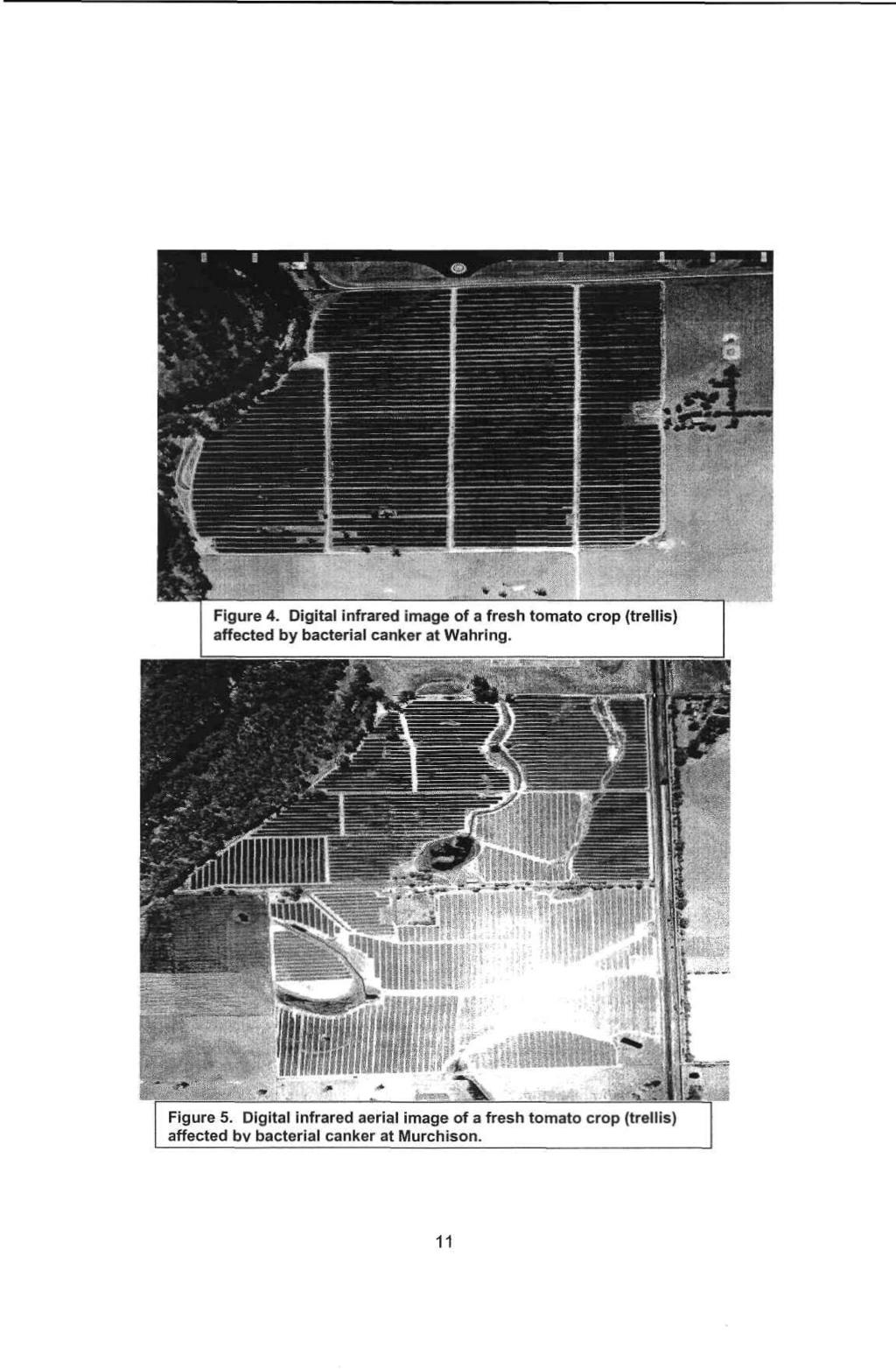 Figure 4. Digital infrared image of a fresh tomato crop (trellis) affected by bacterial canker at Wahring.