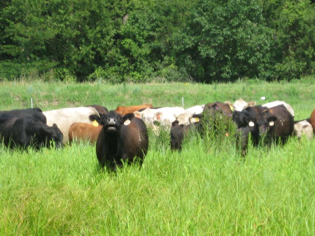 Grazing and wildlife Many recreational farms are under managed Grazing can be